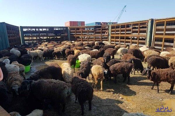 توضیحات سازمان دامپزشکی در خصوص گوسفندان رها شده در فرودگاه