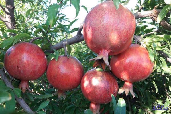 دستبرد به بزرگترین گنجینه جواهرات ساوه