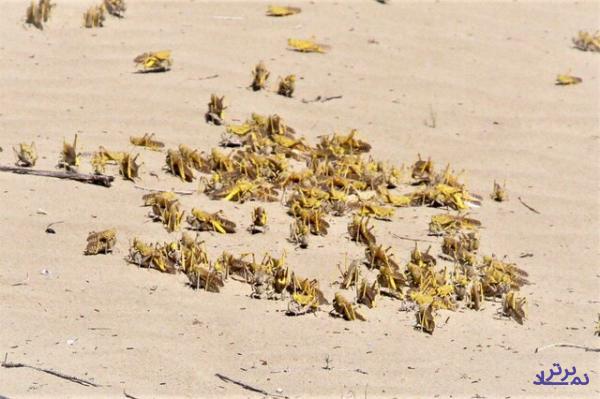 تخصیص ۱۰ میلیارد تومان برای مبارزه با ملخ صحرایی در فاز نخست