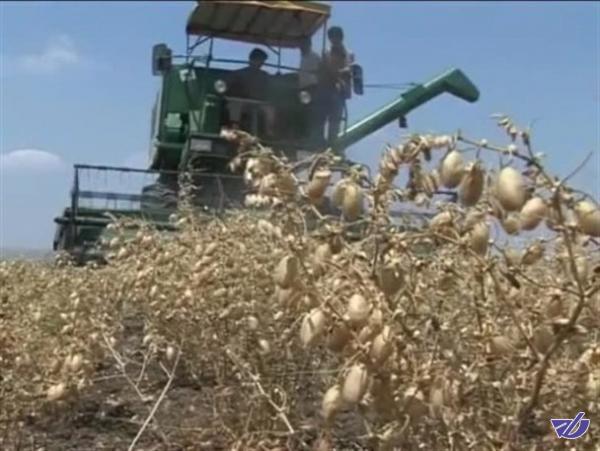 استارت تولید ماشین برداشت نخود زده میشود