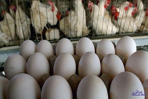 «سیمرغ» با فروش تخم‌مرغ بال درآورد