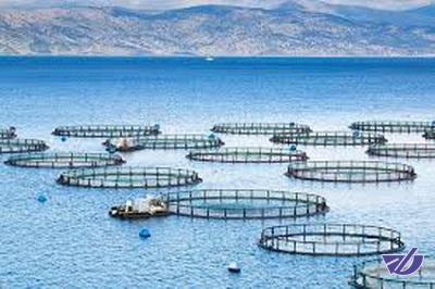 پرورش ماهی در قفس راهکار توسعه آبزی پروری/ رهاسازی 530 قفس در دریا