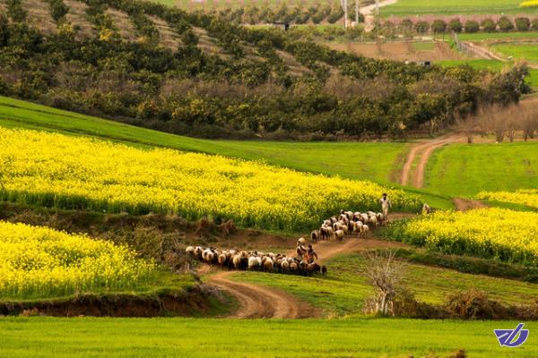 پیش‌بینی رشد 3 برابری تولید کلزا در گلستان