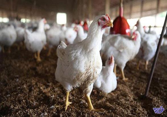 مرغداران: خوراک طیور ارزان نشده که مرغ را ارزان کنیم
