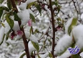 خسارت 20 میلیارد تومانی سرمای بهاره به باغات گلستان