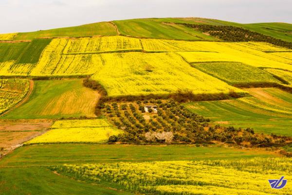 آغاز خرید تضمینی کلزا در گلستان