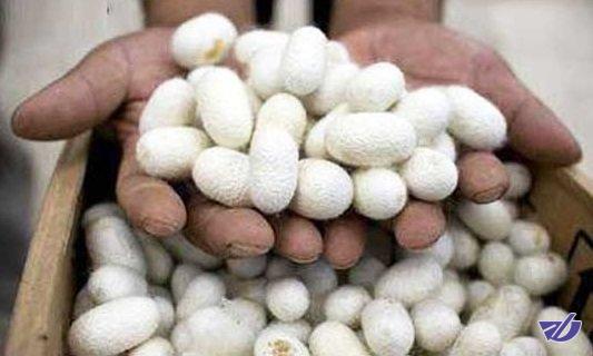 رشد 110 درصدی قیمت خرید تضمینی انگیزه‌ای برای پرورش کرم ابریشم در گیلان