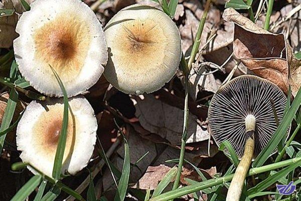 باورهای غلط برای تشخیص قارچ‌های سمی