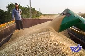 خریداری 3 میلیون تُن گندم تضمینی از کشاورزان کشور/ امسال در تولید گندم خودکفا هستیم