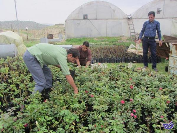 سنگ اندازی در دادن تسهیلات به گلخانه‌داران مازندران