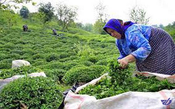 تولید برگ سبز چای به ۱۰۸هزار تن رسید