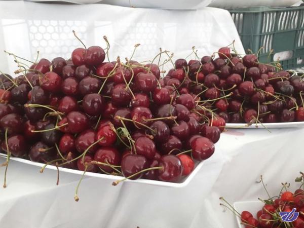 مرغوب‌ترین گیلاس را در اشنویه نوش جان کنید