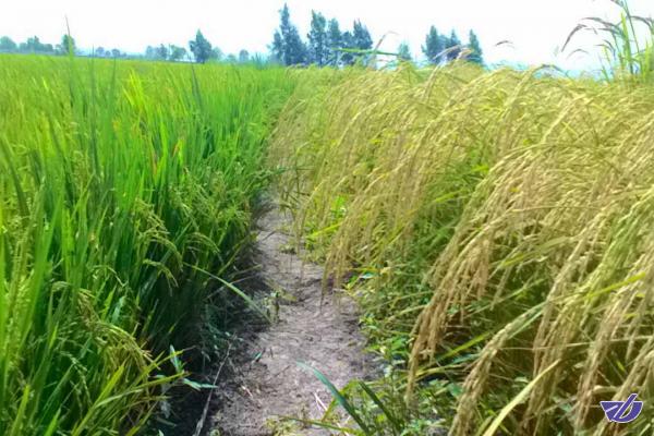 مشاهده موردی خوشه‌زنی ساقه‌های برنج در شهرستان رشت