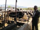 مقاومت توزیع‌کنندگان نسبت به هشدارها از چالش‌های دامپزشکی خراسان‌شمالی