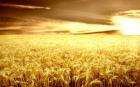 گلستان امسال هم دارنده رتبه دوم کشوری در تولید گندم