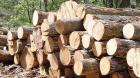 قاچاق چوب سازماندهی شده نیست/ صنایع نقشی در قاچاق ندارند