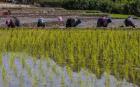برنج کاران مازندران قربانی تصمیمات اشتباه در بخش کشاورزی