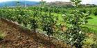 افتتاح طرح آبیاری تحت‌فشار در اهواز با حضور وزیر کشاورزی