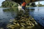 علت مرگ ماهیان رودخانه فریدونکنار را گردن هم می‌اندازند!