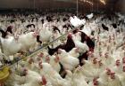 آنفلوآنزای مرغی شایع شده اما جدید نیست