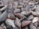 ارزیابی ریسک زیست‌محیطی، حلقه مفقوده معرفی ماهی تیلاپیا