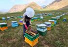  ضرورت افزایش بهره وری در رسته زنبورداری مازندران