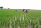 حذف برنج کاری در خوزستان 