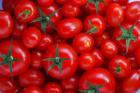 آزاد شدن صادرات گوجه‌فرنگی 