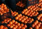 صادرات پرتقال باید متوقف شود