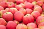 تولیدکننده اول سیب ایران واردکننده شد!