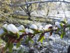 خسارت بارش برف بهاری به 1500 هکتار از باغ‌های کجور مازندران