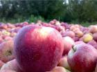 قیمت سیب صنعتی ۸۰۰ تومان تعیین شد