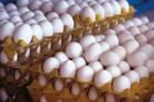 واردات ۲۰ هزار تن تخم مرغ برای تنظیم بازار