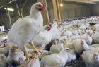 اختصاص یارانه به تولیدکنندگان مرغ، قیمت این کالا را کنترل می‌کند