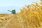 رشد ۱۳ برابری خرید گندم در استان مرکزی