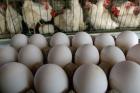 عسکری: رویکرد اقتصاد مقاومتی بازار مرغ و تخم مرغ را نجات می‌دهد