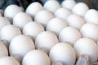 نگاهی به قیمت تخم‌مرغ در بازار