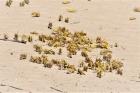 تخصیص ۱۰ میلیارد تومان برای مبارزه با ملخ صحرایی در فاز نخست