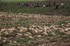 پیش بینی برداشت ۳۵ هزار تن چغندر قند در استان مرکزی