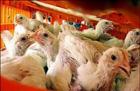 آنفلوآنزای جدید مرغی به مرغ‌ها نرسید