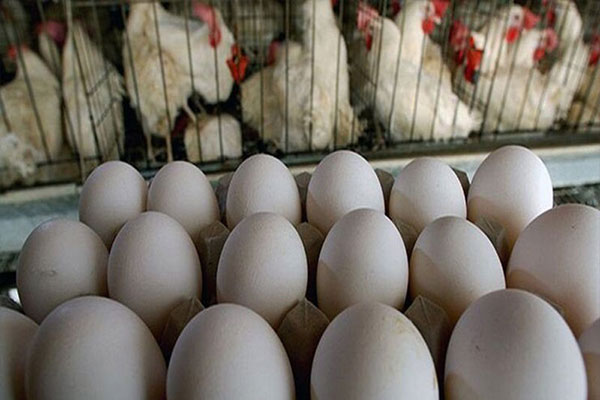 «سیمرغ» با فروش تخم‌مرغ بال درآورد