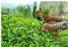 سوختگی 30 درصد باغات چای رودسر