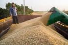 خریداری 3 میلیون تُن گندم تضمینی از کشاورزان کشور/ امسال در تولید گندم خودکفا هستیم