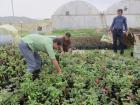 سنگ اندازی در دادن تسهیلات به گلخانه‌داران مازندران